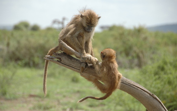 A juvenile and an infant baboon play together on a tree snag